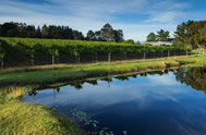 Luka Wine Farm wins Michelangelo Gold & Silver...